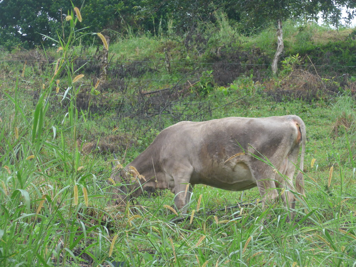 (211'429) - Weidende Kuh am 16. November 2019 in Nuevo Arenal, Los H�roes