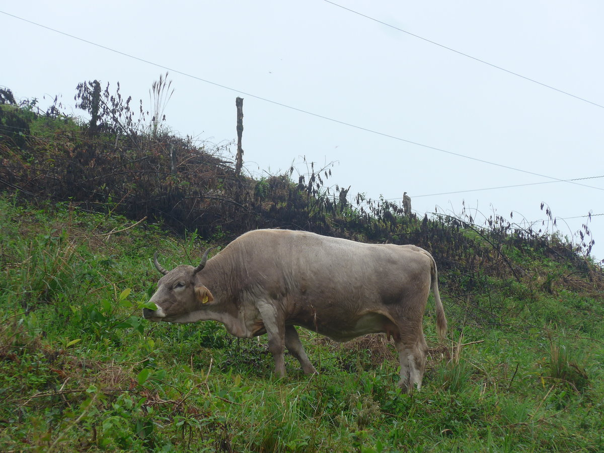 (211'430) - Weidende Kuh am 16. November 2019 in Nuevo Arenal, Los H�roes