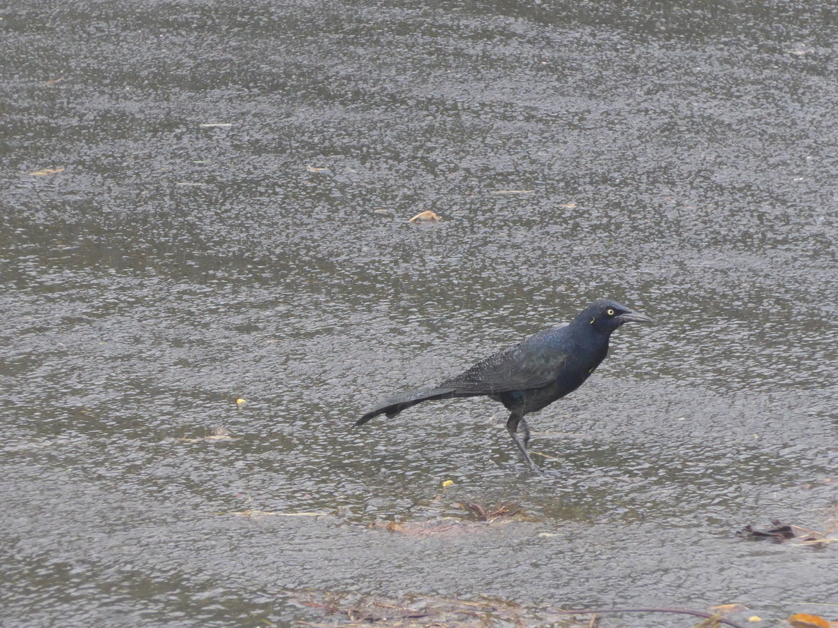 (211'433) - Vogel am 16. November 2019 in Nuevo Arenal, Los H�roes