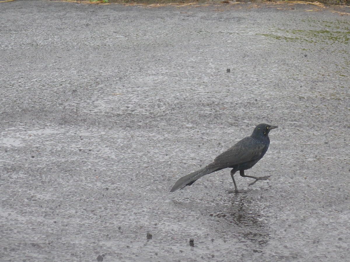 (211'434) - Vogel am 16. November 2019 in Nuevo Arenal, Los H�roes