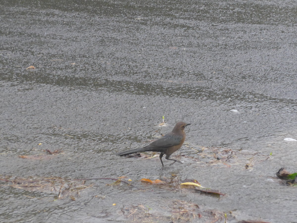 (211'435) - Vogel am 16. November 2019 in Nuevo Arenal, Los H�roes