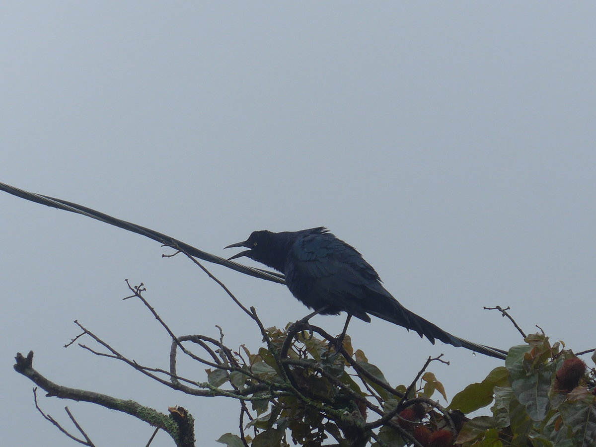 (211'443) - Vogel am 16. November 2019 in Nuevo Arenal, Los H�roes