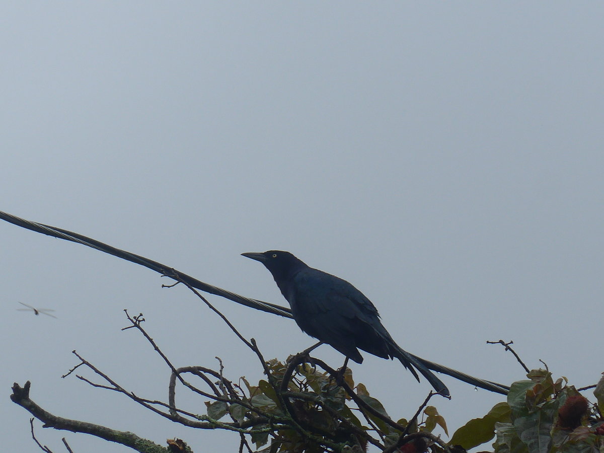 (211'444) - Vogel am 16. November 2019 in Nuevo Arenal, Los H�roes