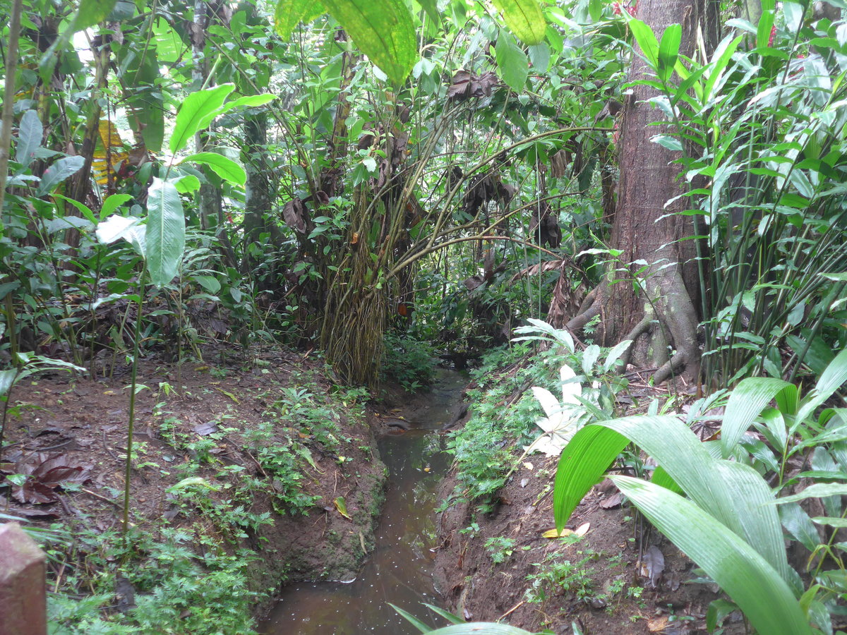 (211'507) - Im Eco Danaus am 17. November 2019 bei La Fortuna