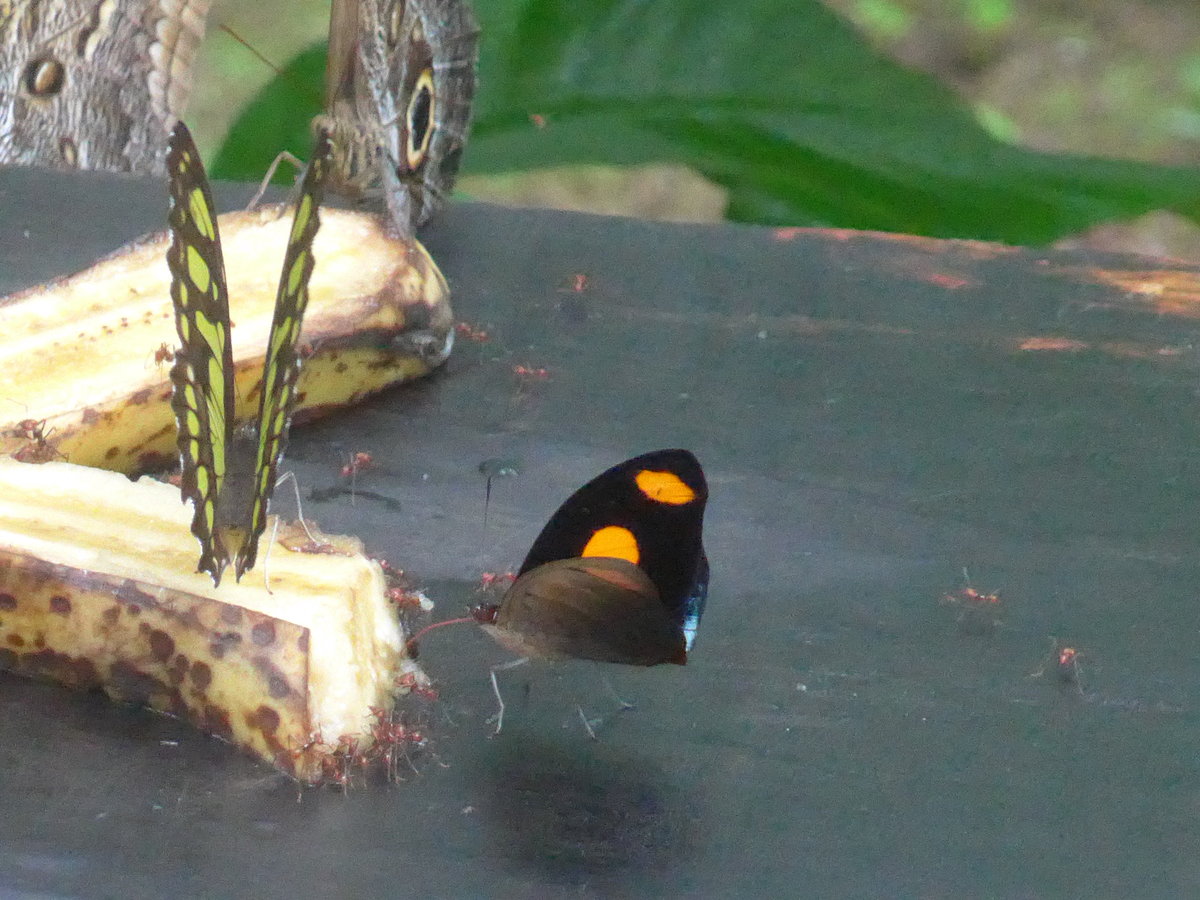 (211'512) - Schmetterlinge im Danaus am 17. November 2019 bei La Fortuna