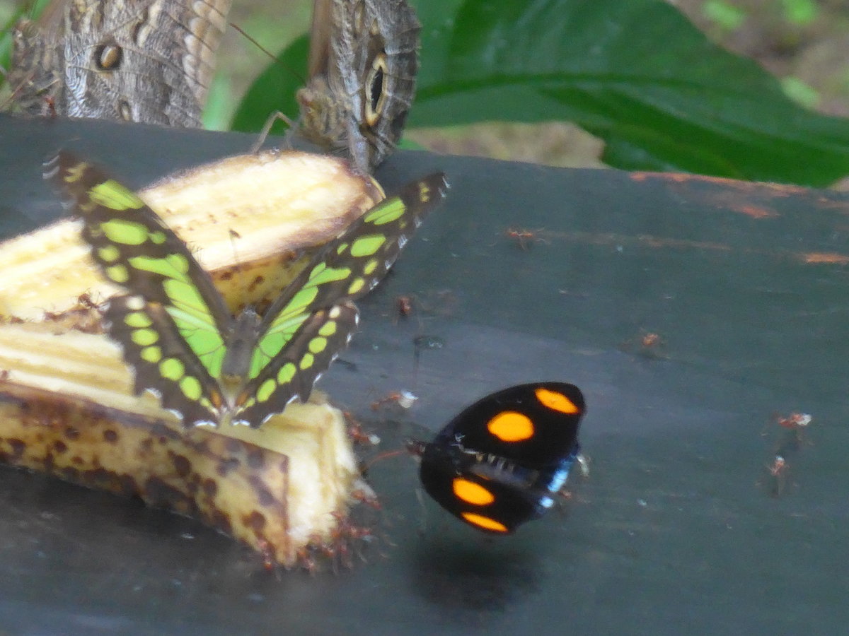 (211'513) - Schmetterlinge im Danaus am 17. November 2019 bei La Fortuna