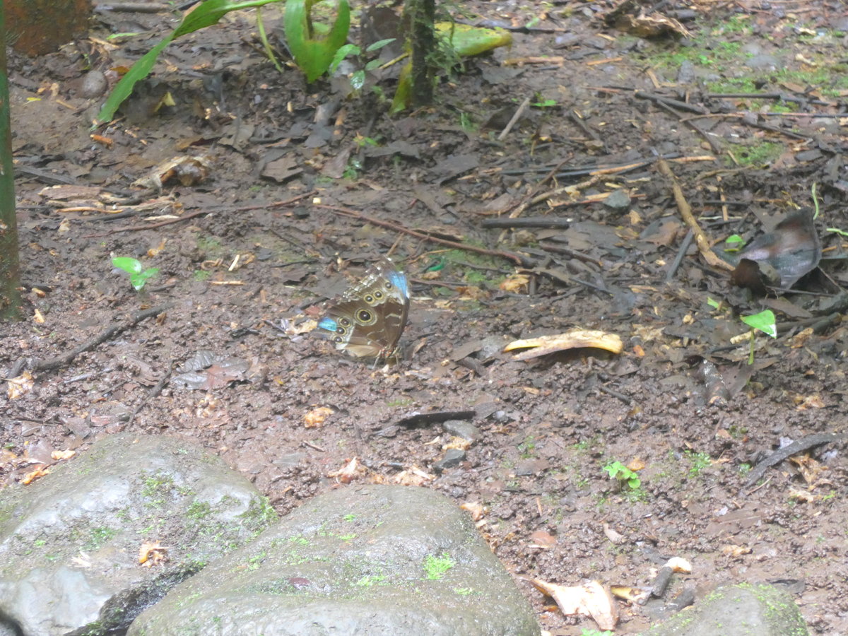 (211'515) - Schmetterling im Danaus am 17. November 2019 bei La Fortuna