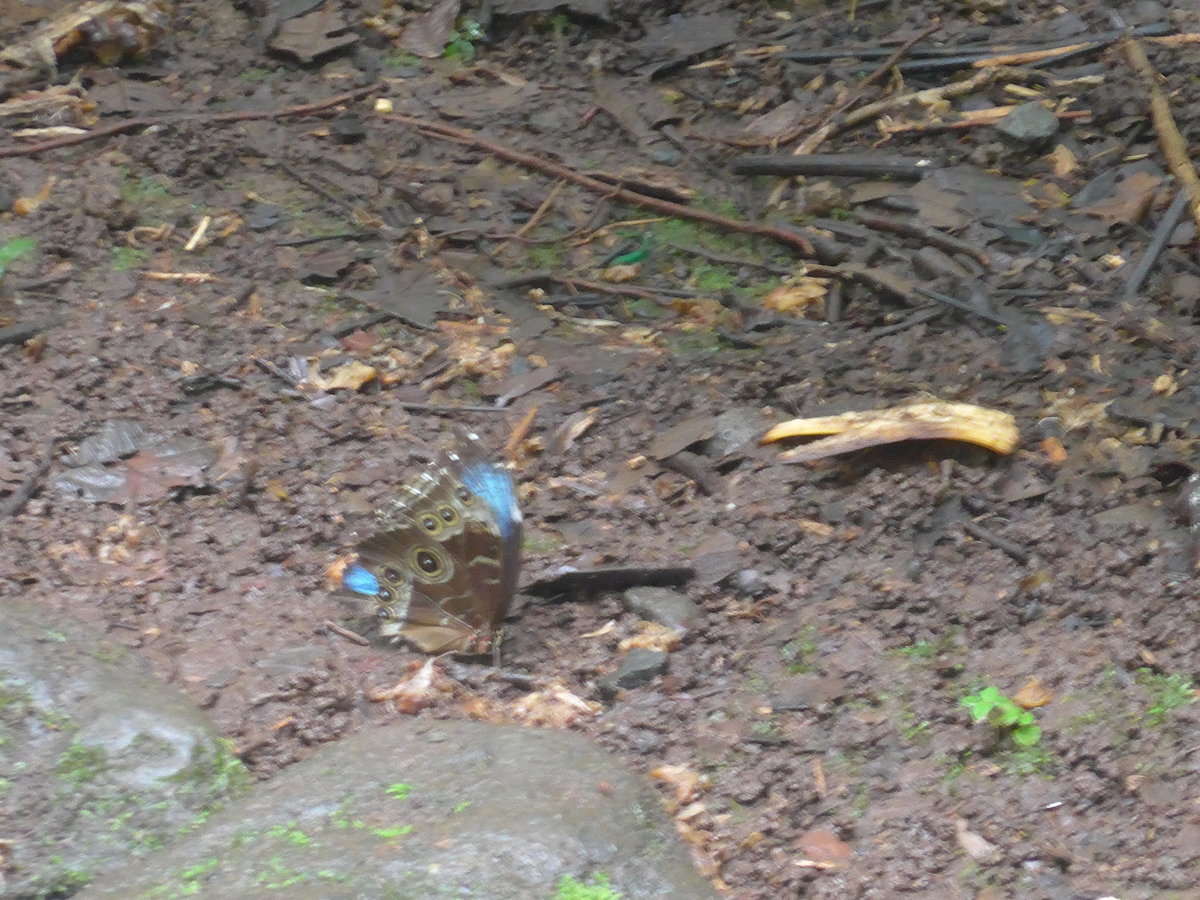 (211'516) - Schmetterling im Danaus am 17. November 2019 bei La Fortuna