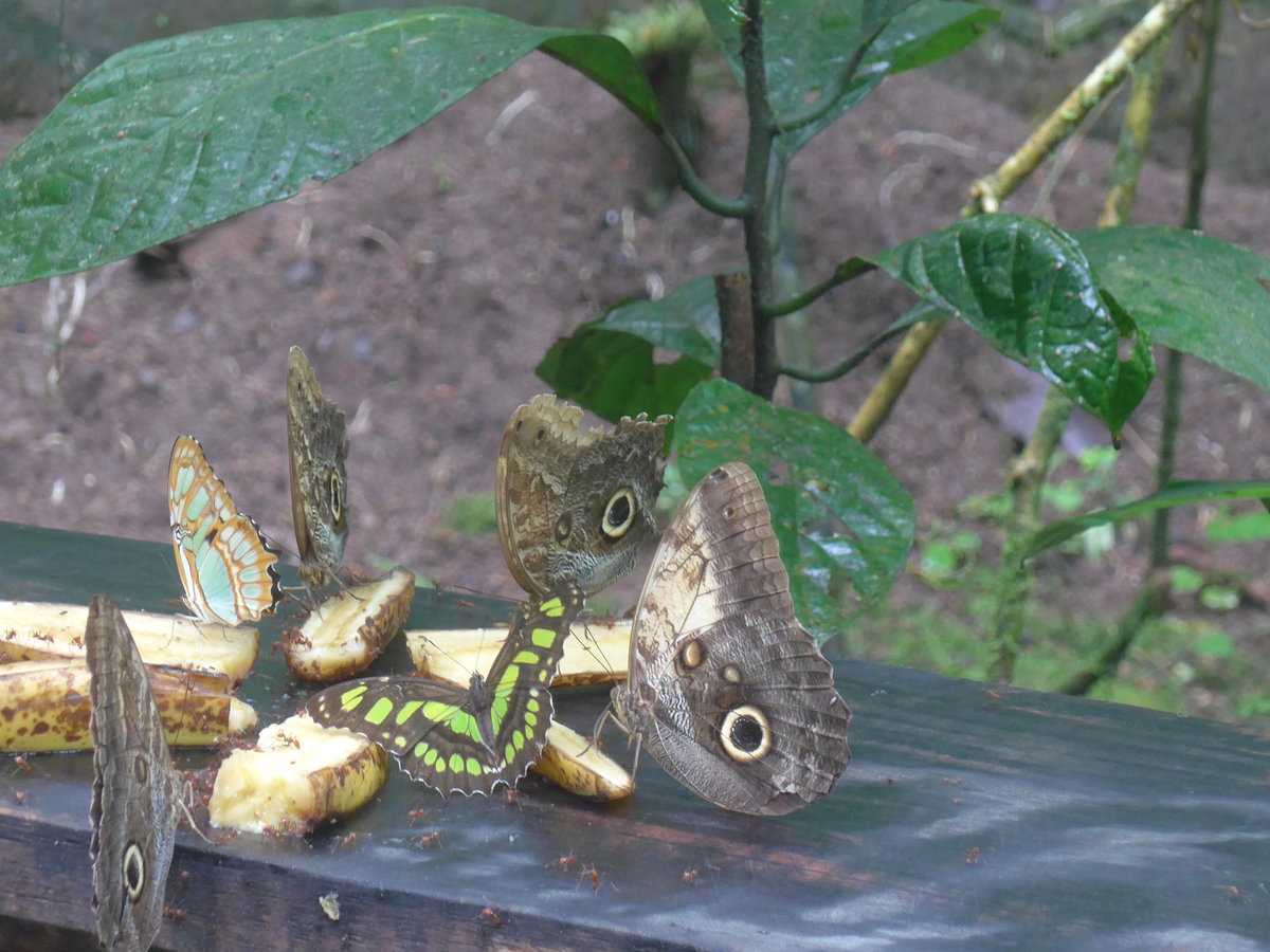 (211'517) - Schmetterlinge im Danaus am 17. November 2019 bei La Fortuna