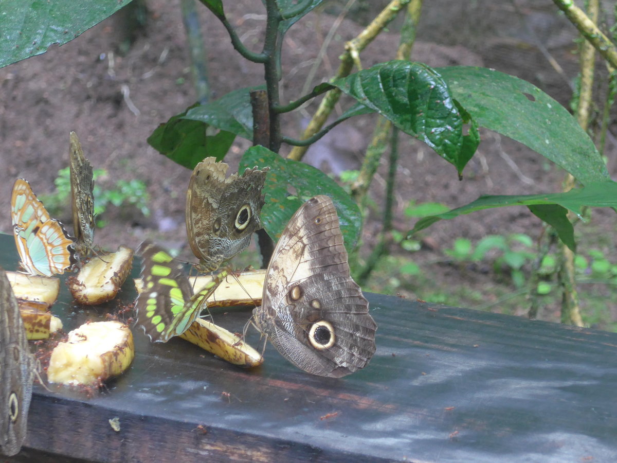 (211'518) - Schmetterlinge im Danaus am 17. November 2019 bei La Fortuna