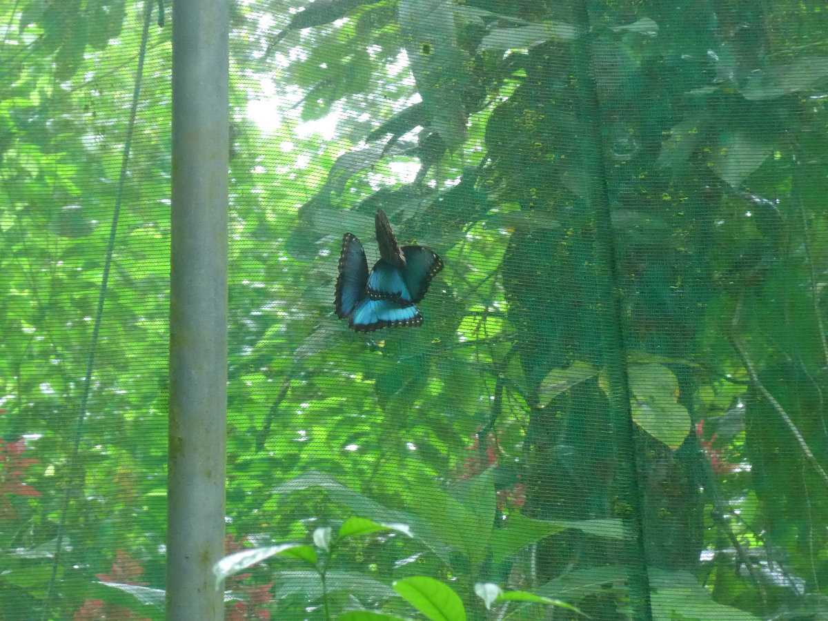 (211'519) - Schmetterlinge im Danaus am 17. November 2019 bei La Fortuna