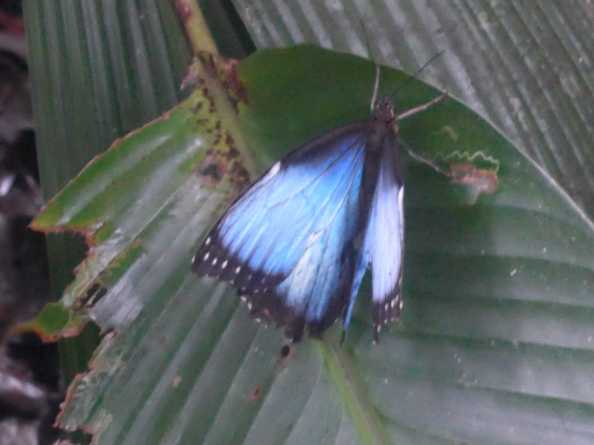 /211'525) - Schmetterling im Danaus am 17. November 2019 bei La Fortuna