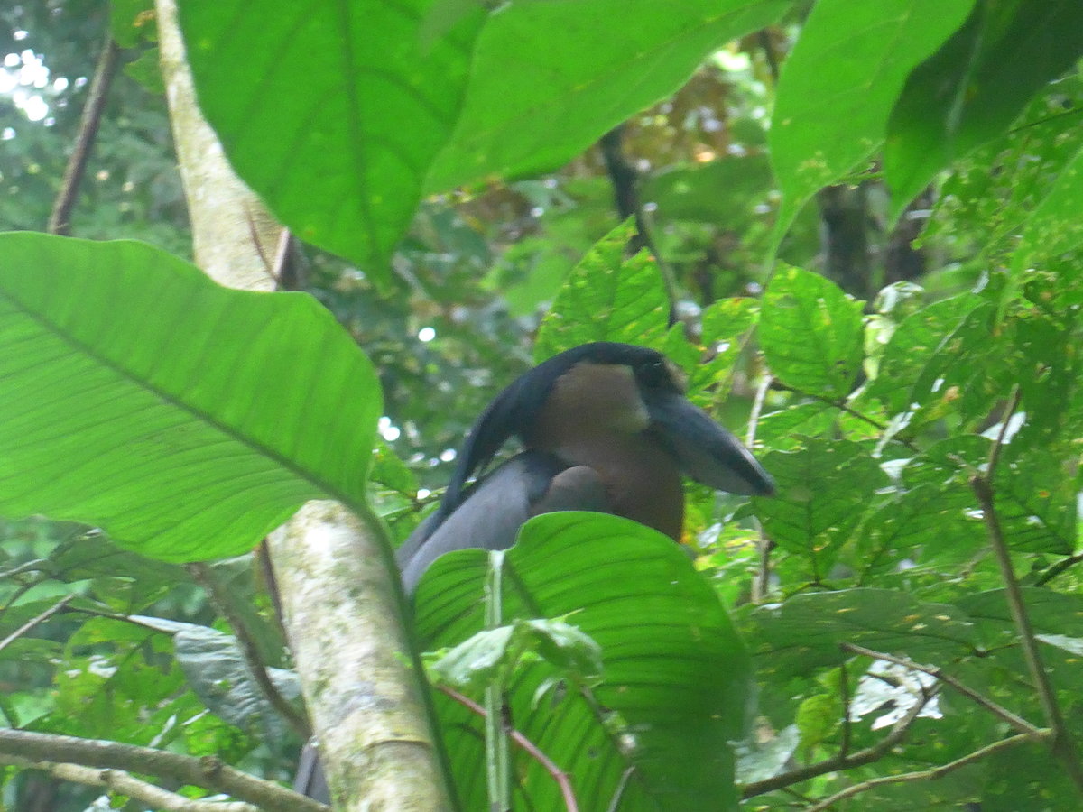 (211'528) - Ein Mirador sitzt auf dem Baum im Danaus am 17. November 2019 bei La Fortuna