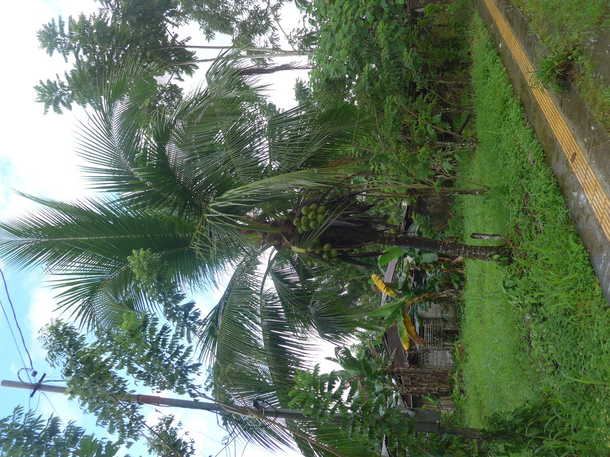 (211'551) - Papayabaum am 17. November 2019 in San Rafael