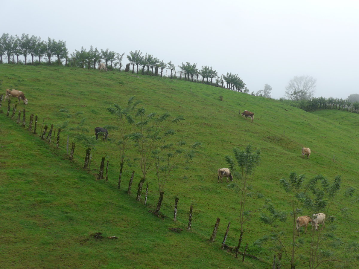 (211'554) - Weidende K�he am 17. November 2019 bei Cabanga