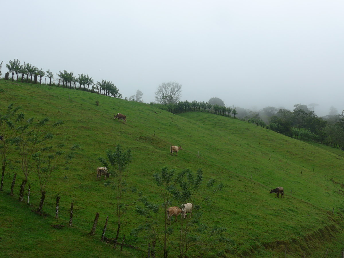 (211'555) - Weidende K�he am 17. November 2019 bei Cabanga