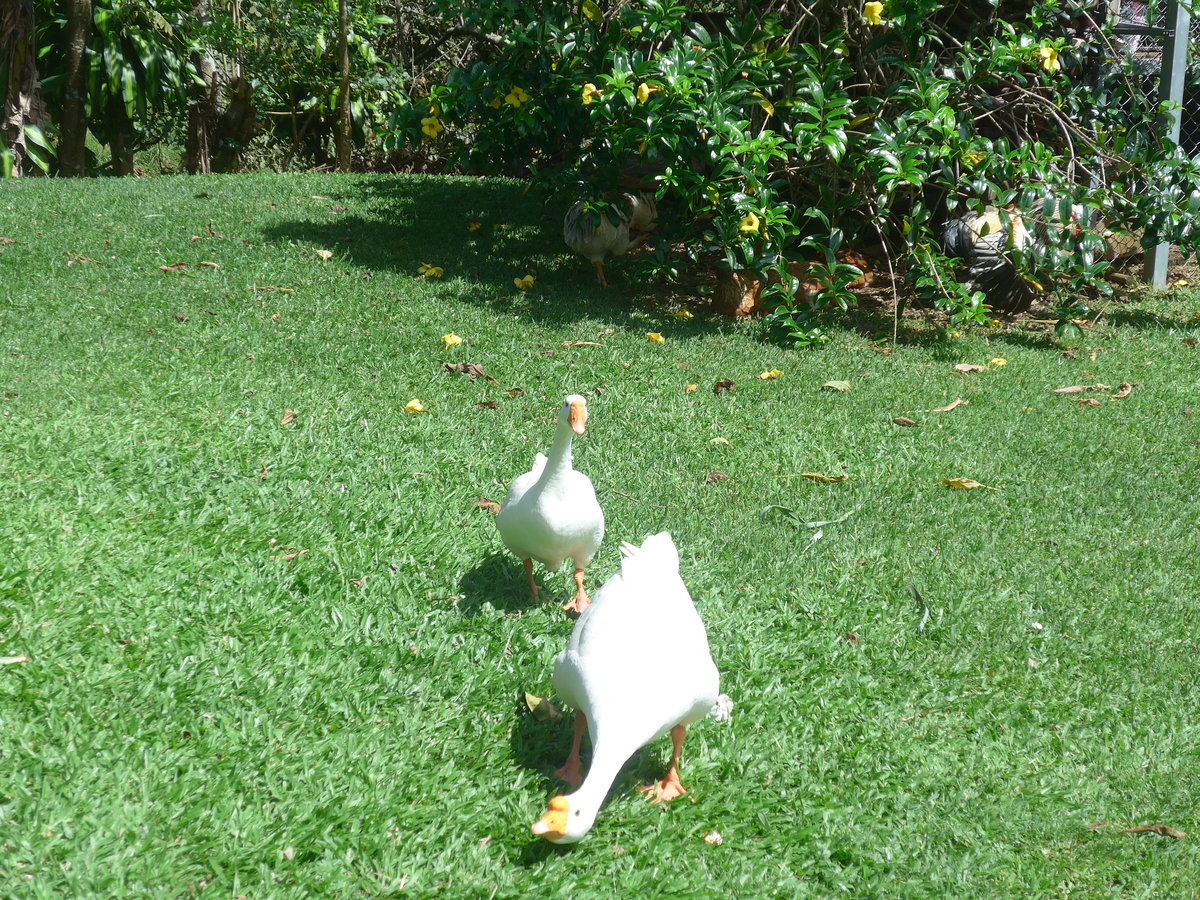 (211'565) - Die G�nse Maria und Seppetoni am 18. November 2019 in Rio J�sus