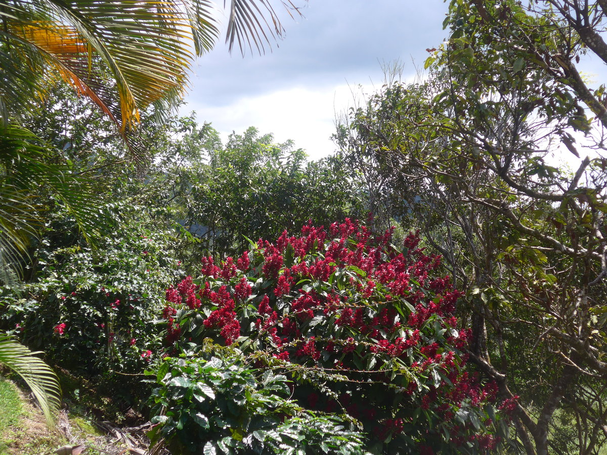 (211'569) - Natur am 18. November 2019 in Rio J�sus