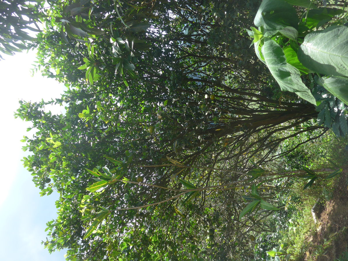 (211'572) - Natur am 18. November 2019 in Rio J�sus