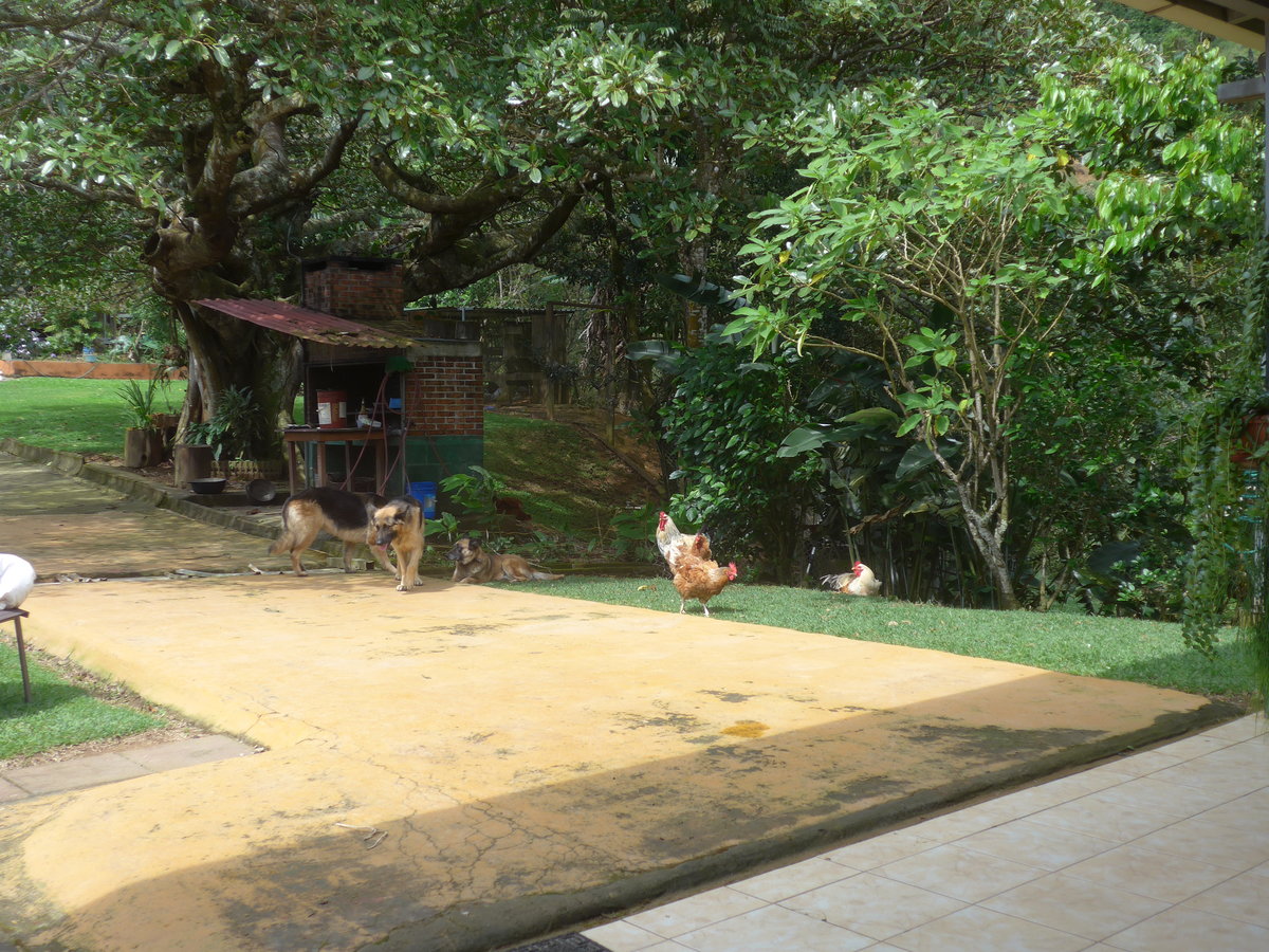 (211'573) - Hunde und H�hner am 18. November 2019 in Rio J�sus