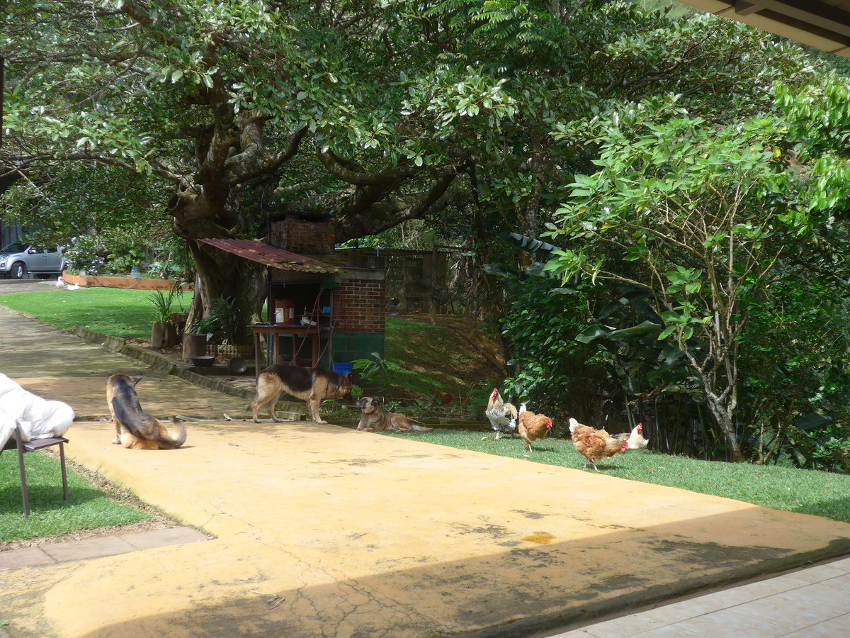 (211'574) - Hunde und H�hner am 18. November 2019 in Rio J�sus