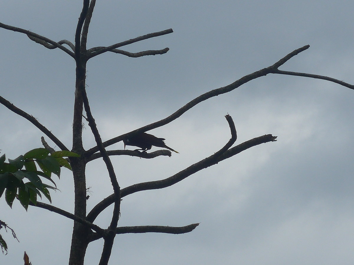 (211'586) - Vogel im Ge�st am 18. November 2019 in Rio J�sus