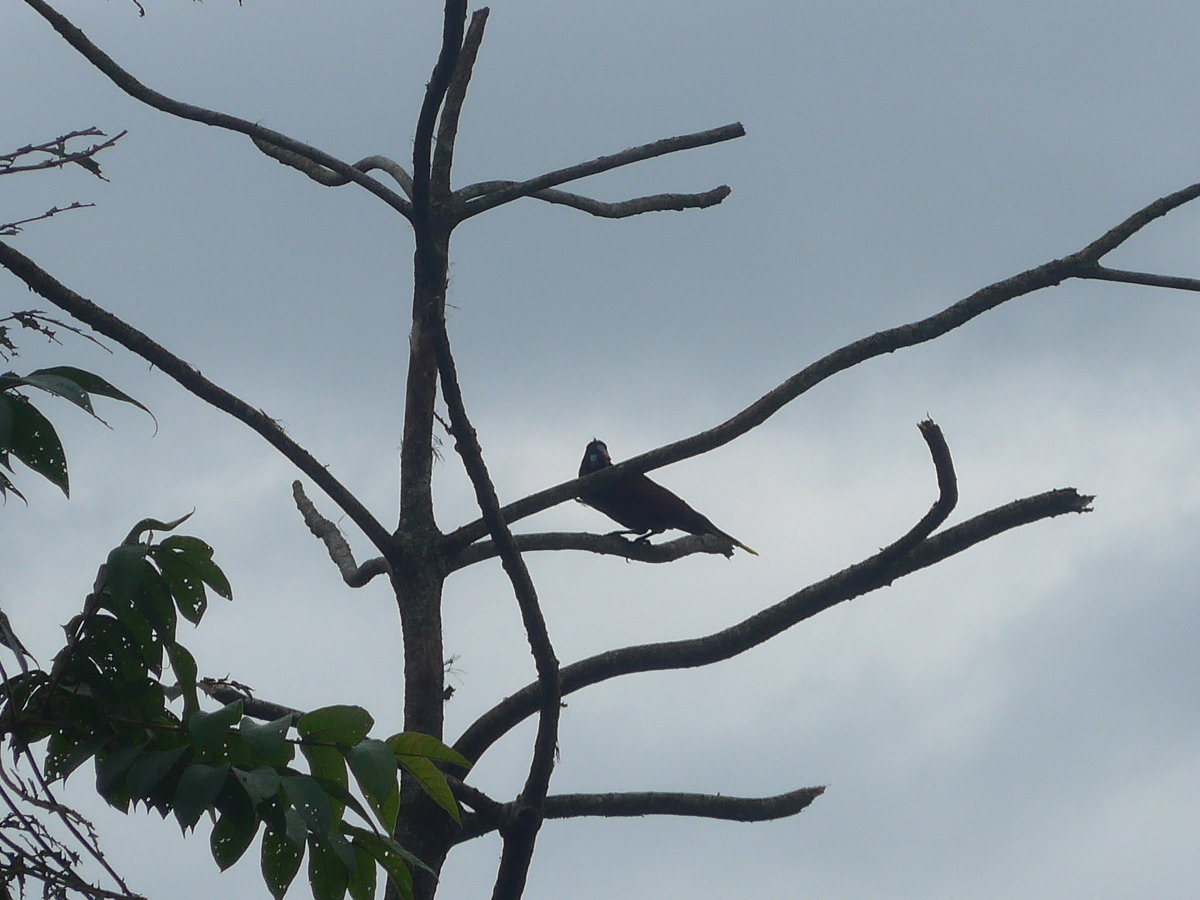 (211'587) - Vogel im Ge�st am 18. November 2019 in Rio J�sus