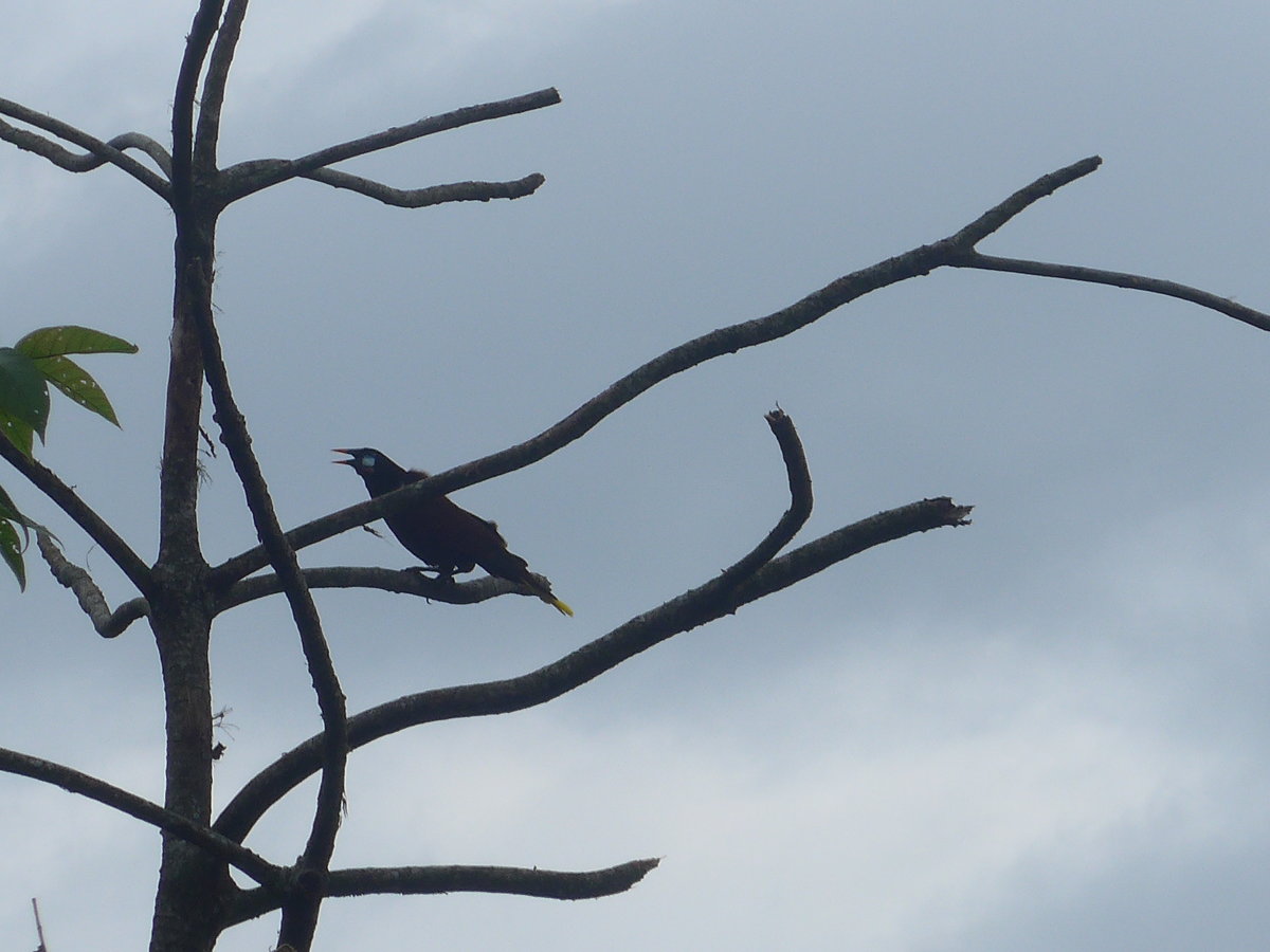 (211'588) - Vogel im Ge�st am 18. November 2019 in Rio J�sus