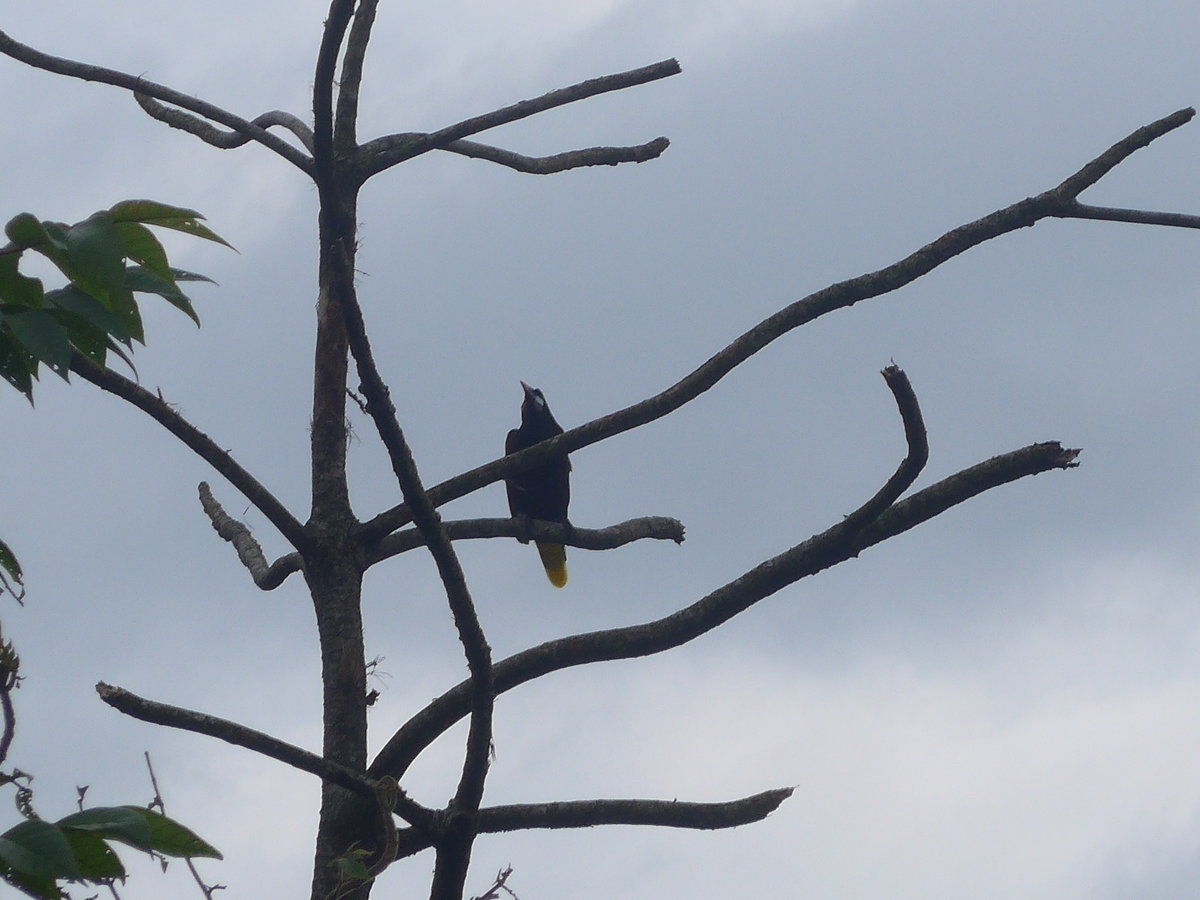 (211'590) - Vogel im Ge�st am 18. November 2019 in Rio J�sus