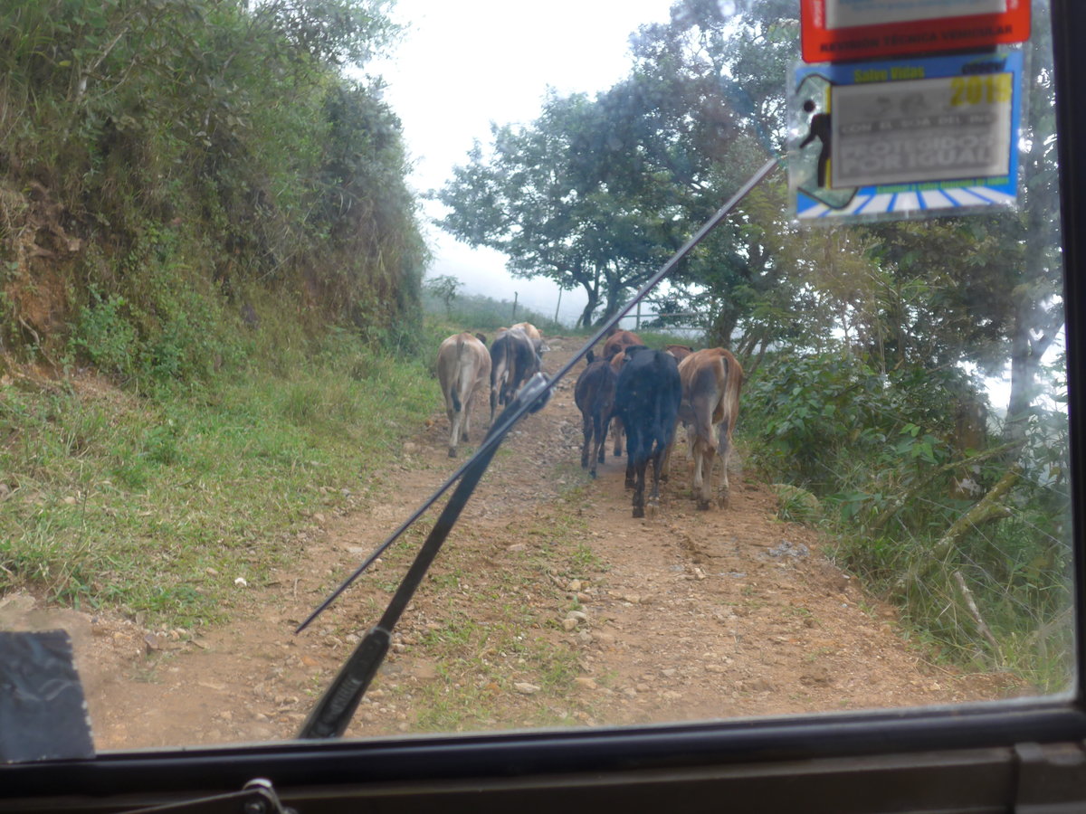 (211'592) - Fahrt im Haflinger am 18. November 2019 in Rio J�sus