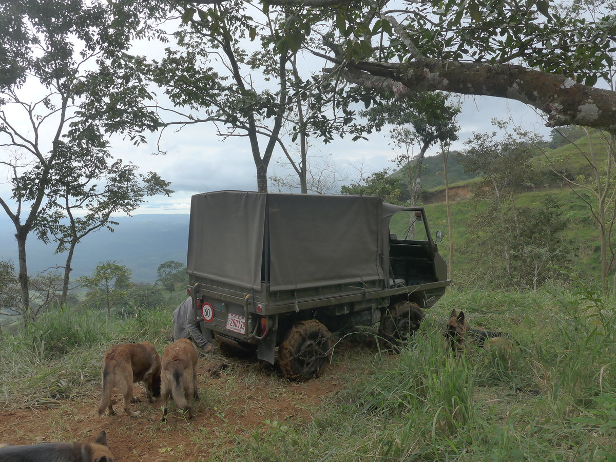 (211'597) - Vier Hunde mit Steyr-Puch - CL 290'139 - am 18. November 2019 in Rio J�sus