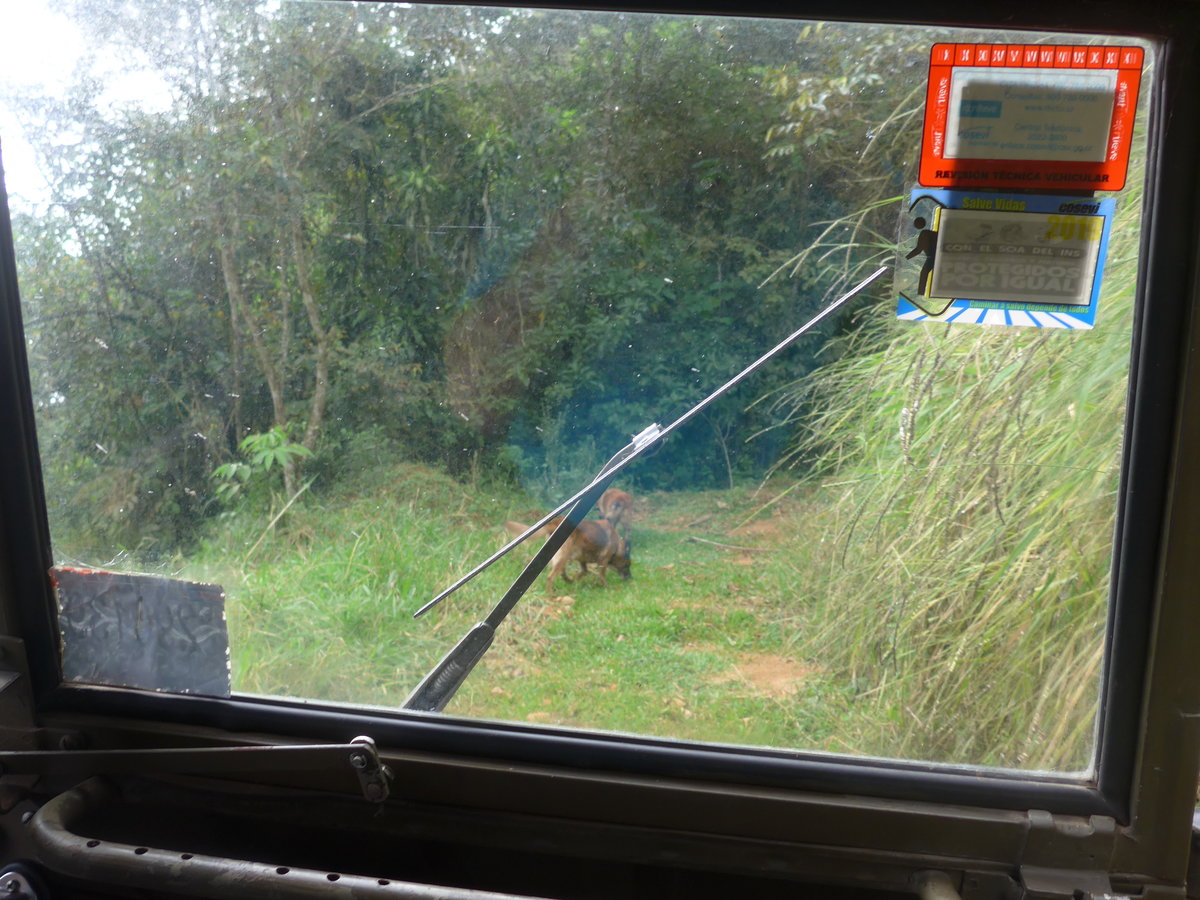 (211'602) - Fahrt im Haflinger am 18. November 2019 in Rio J�sus