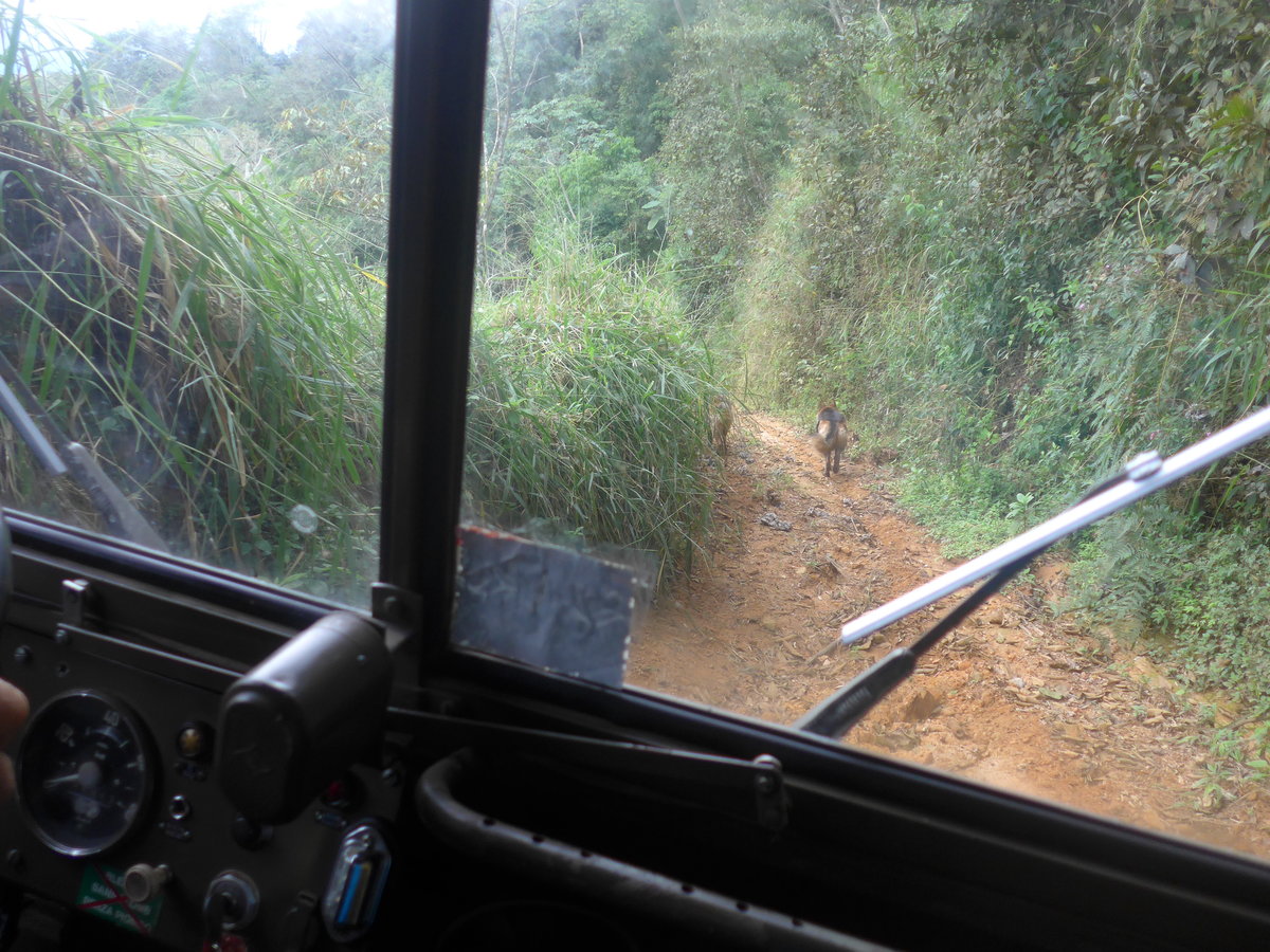 (211'611) - Fahrt im Haflinger am 18. November 2019 in Rio J�sus