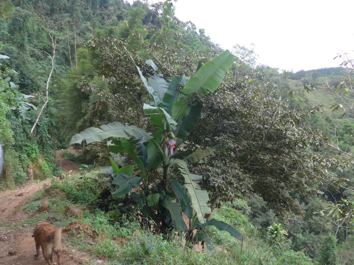 (211'613) - Bananenbaum am 18. November 2019 in Rio J�sus