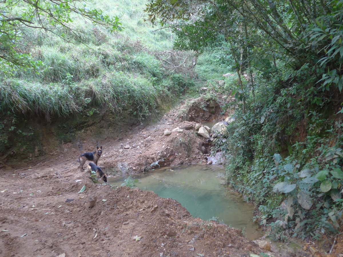 (211'614) - Zwei Hunde an kleinem Seelein am 18. November 2019 in Rio J�sus