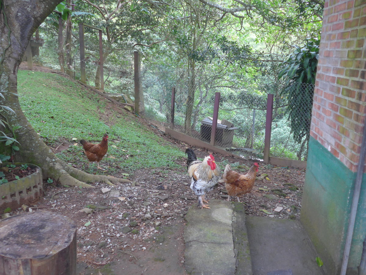 (211'618) - Drei H�hner am 18. November 2019 in Rio J�sus