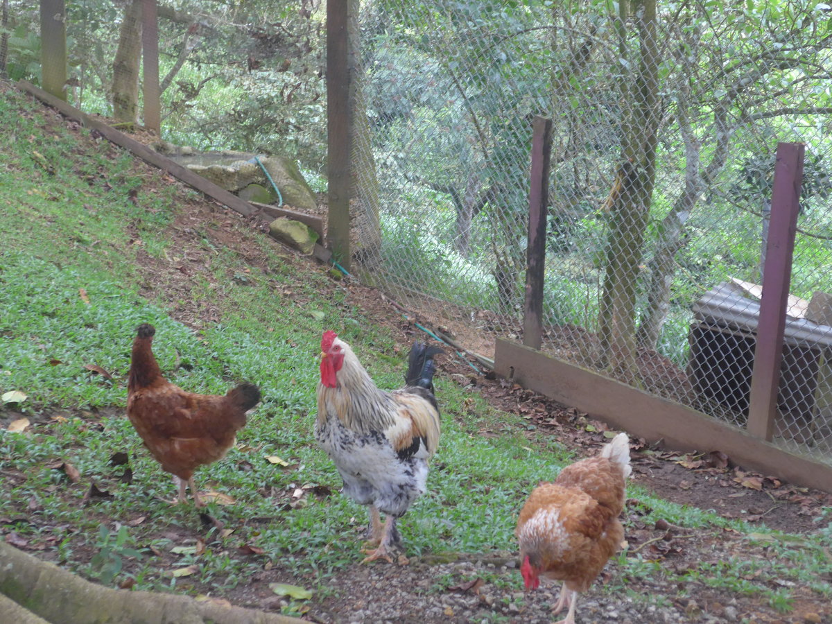 (211'619) - Drei H�hner am 18. November 2019 in Rio J�sus