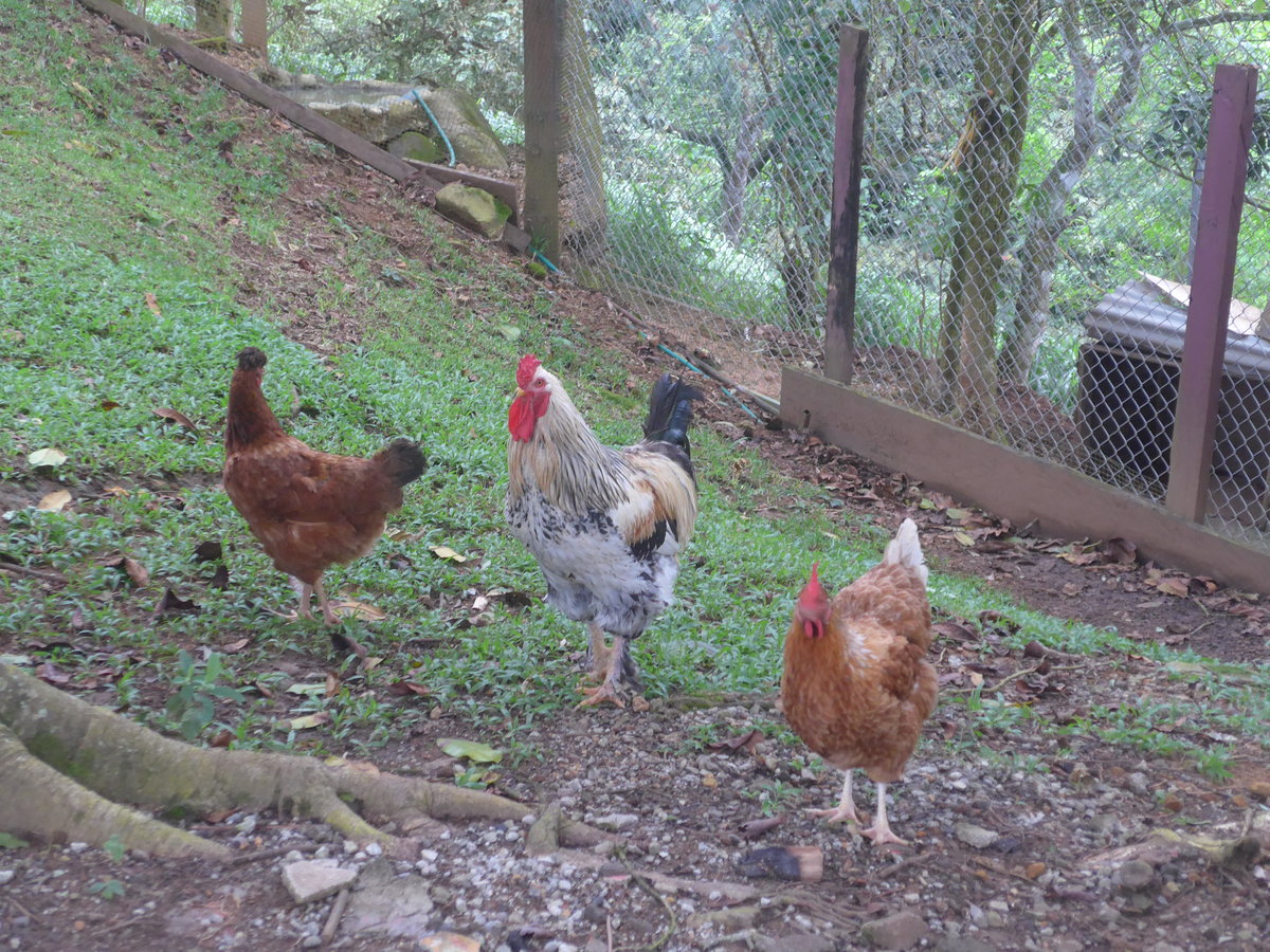 (211'620) - Drei H�hner am 18. November 2019 in Rio J�sus