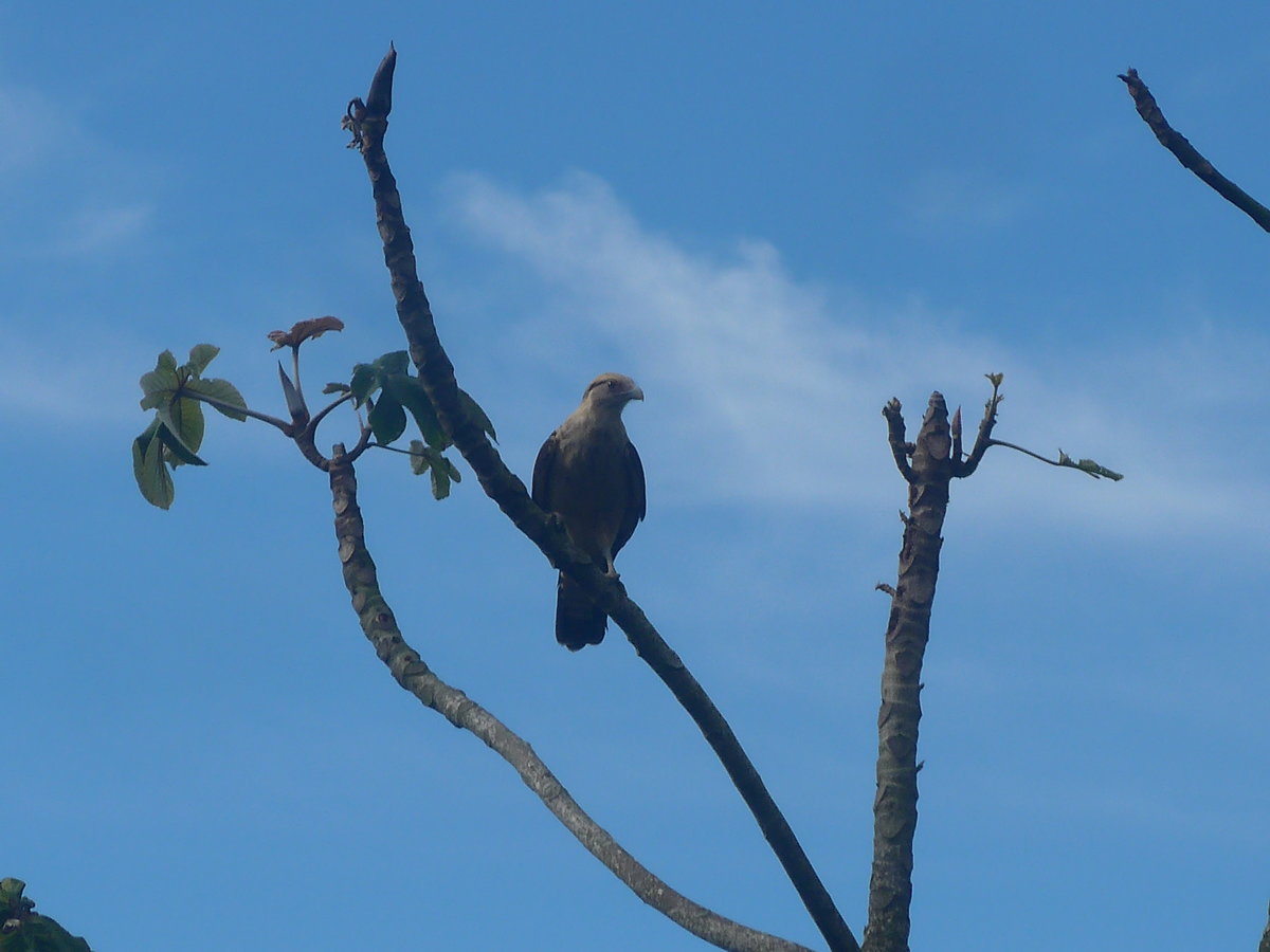 (211'626) - Schlangenfressender Vogel am 19. November 2019 in Rio J�sus