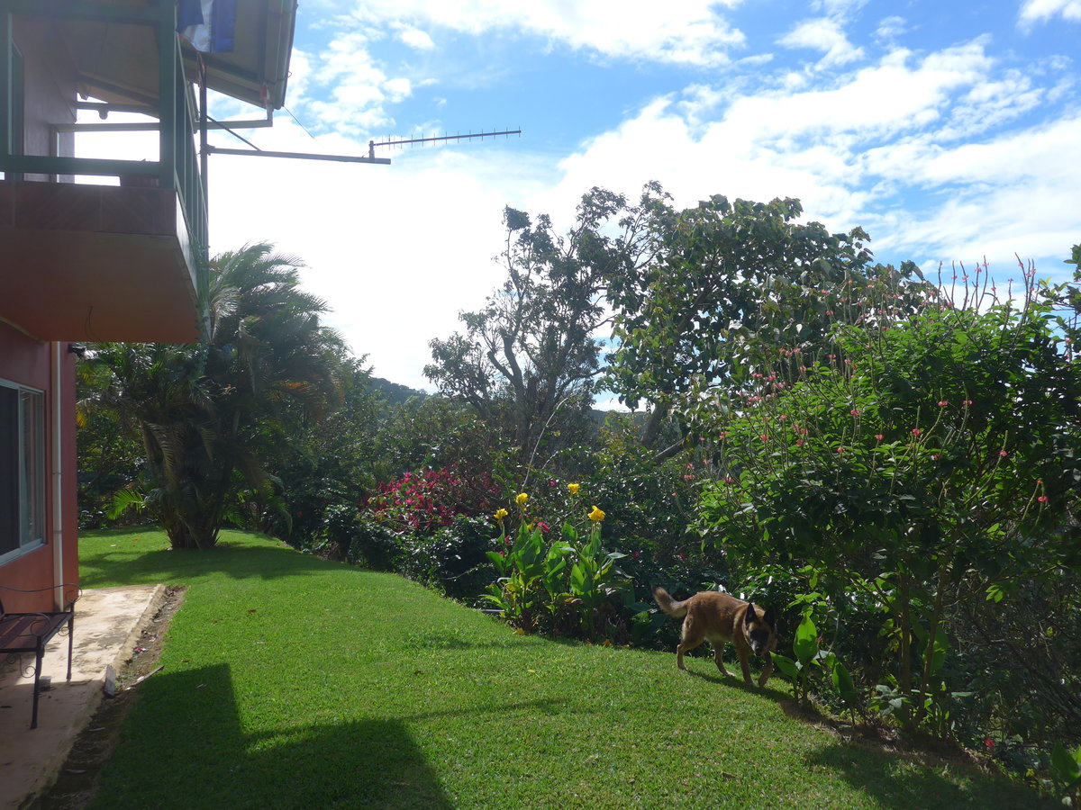 (211'628) - Hund im Freien am 19. November 2019 in Rio J�sus