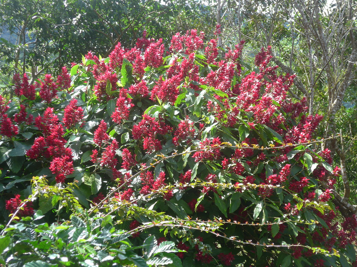 (211'633) - Natur am 19. November 2019 in Rio J�sus