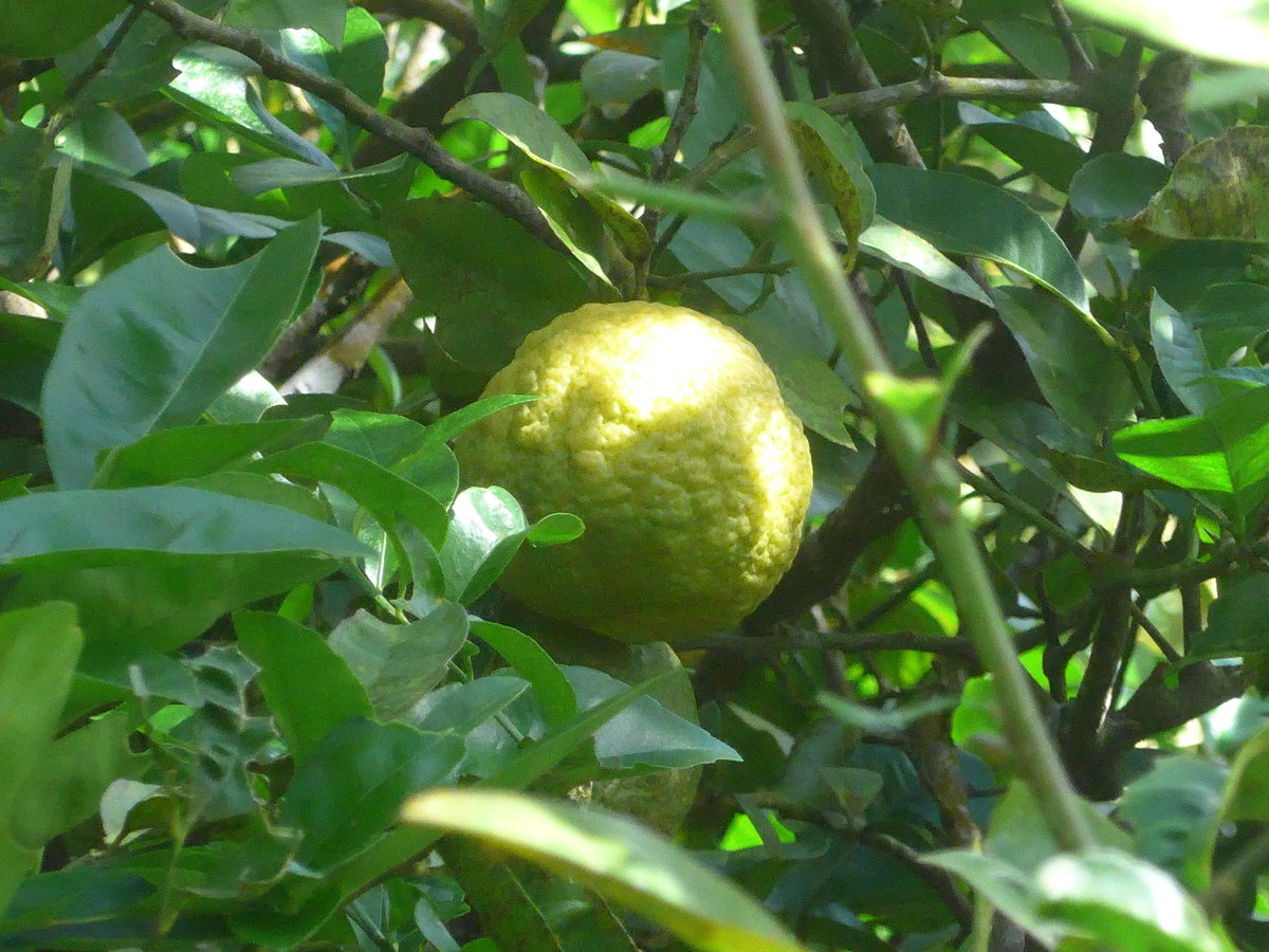 (211'636) - Limone am 19. November 2019 in Rio J�sus