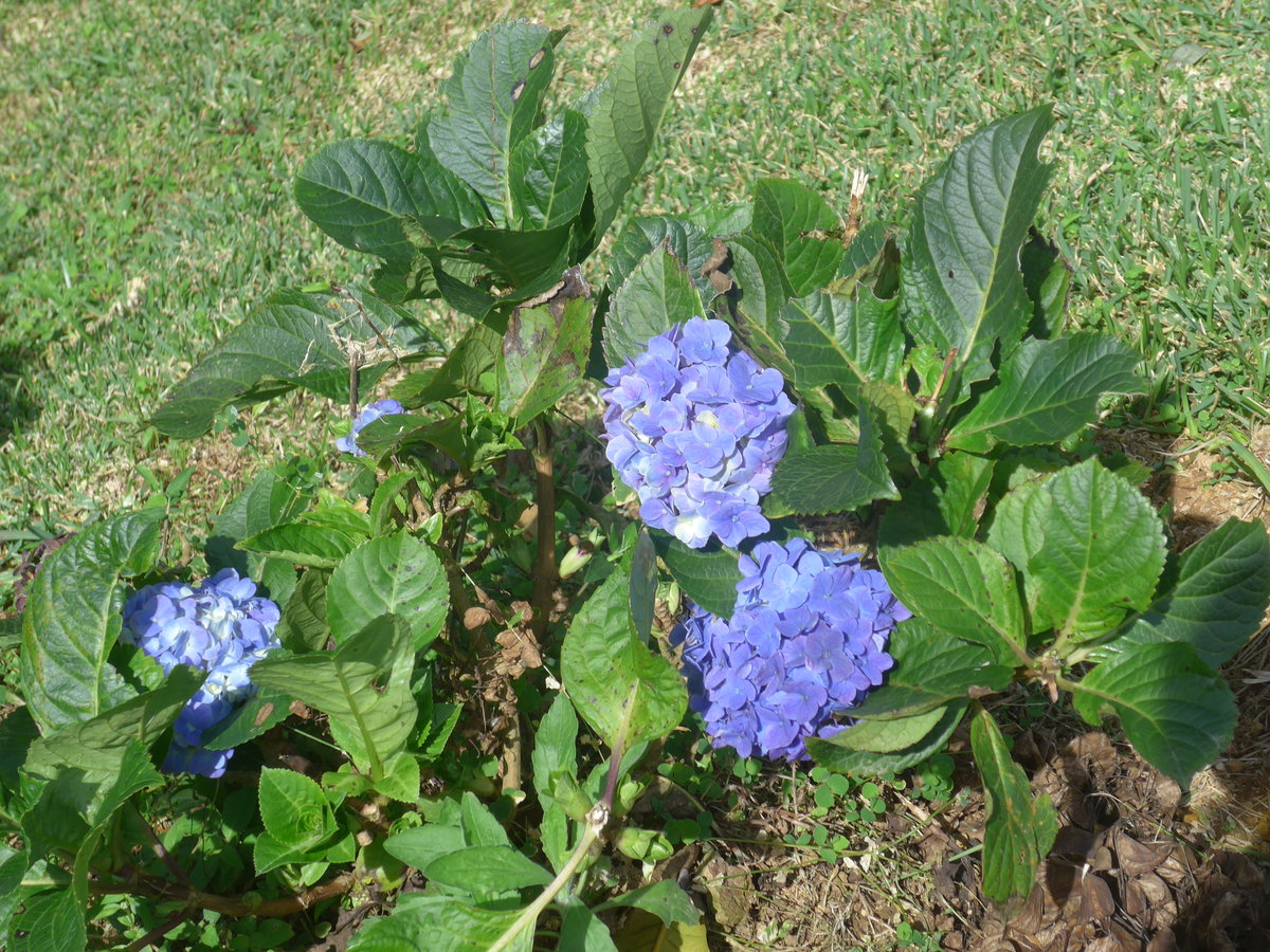 (211'637) - Natur am 19. November 2019 in Rio J�sus