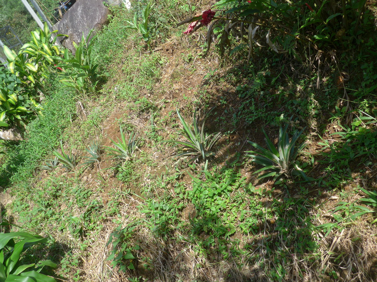 (211'639) - Ananas-Pflanzen am 19. November 2019 in Rio J�sus