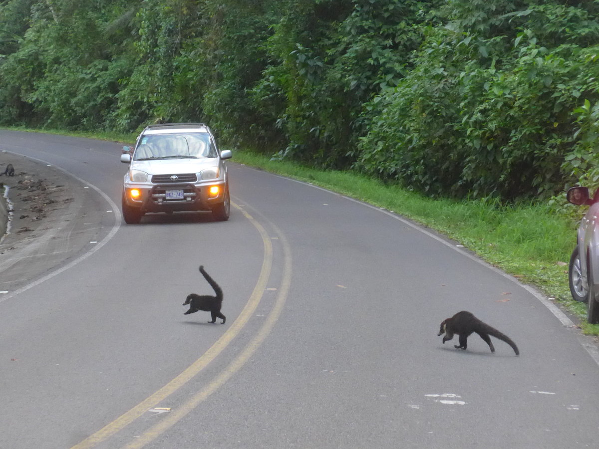 (211'689) - Nasenb�ren auf der Strasse am 19. November 2019 bei Arenal