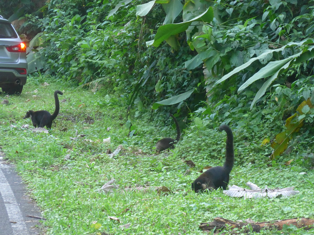 (211'690) - Nasenb�ren neben der Strasse am 19. November 2019 bei Arenal