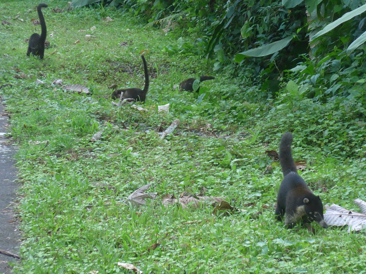 (211'691) - Nasenb�ren neben der Strasse am 19. November 2019 bei Arenal