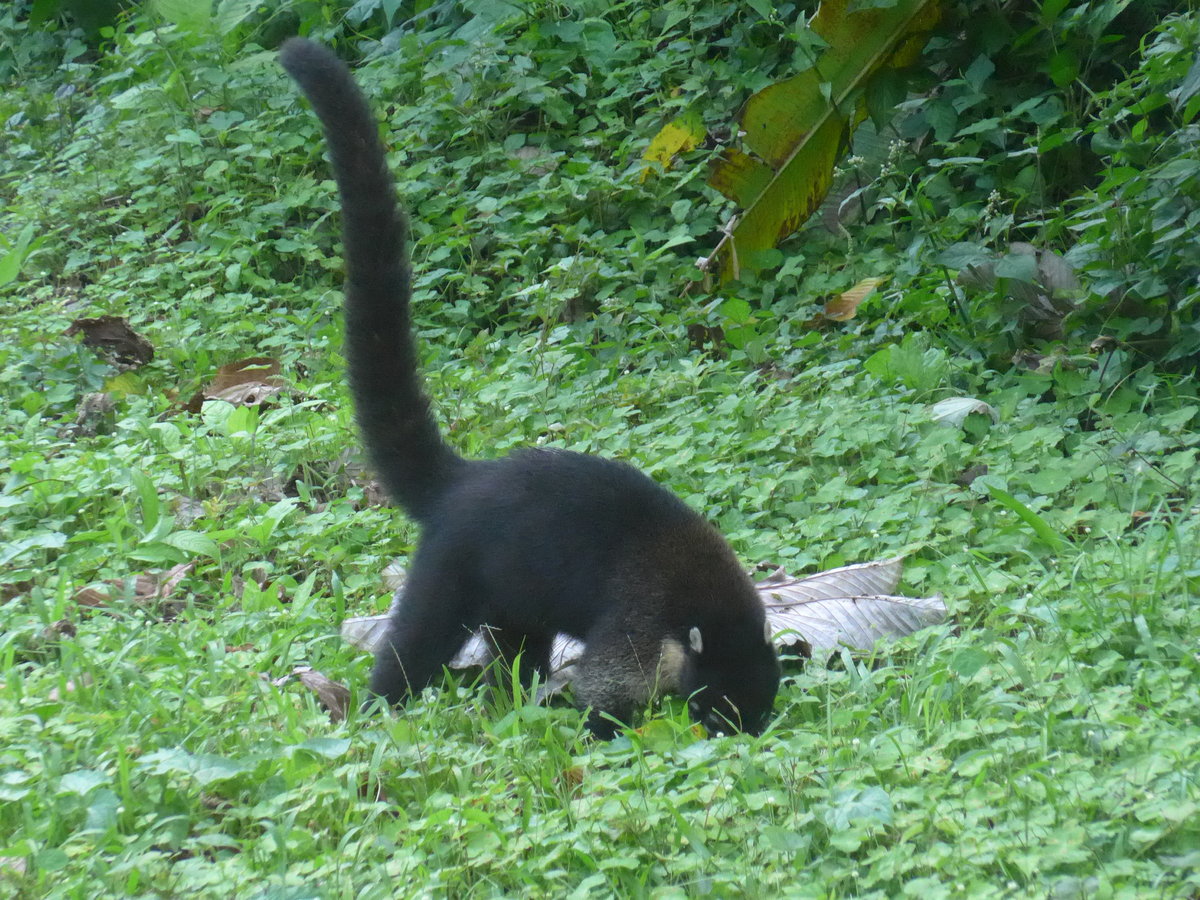 (211'692) - Nasenb�r neben der Strasse am 19. November 2019 bei Arenal