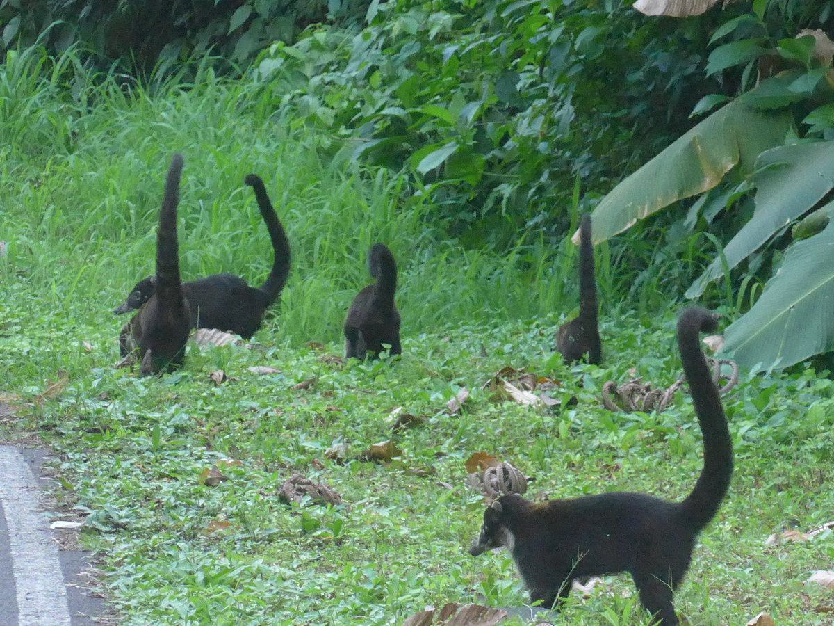 (211'693) - Nasenb�ren neben der Strasse am 19. November 2019 bei Arenal
