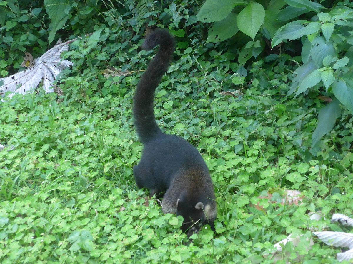 (211'694) - Nasenb�r neben der Strasse am 19. November 2019 bei Arenal